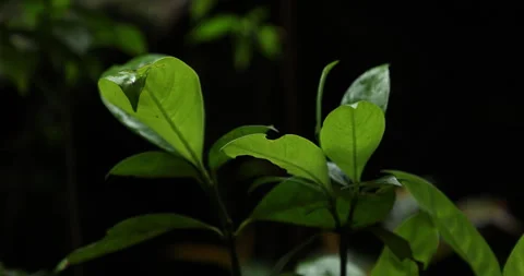 Indian Medicated Plant 動画素材 335362968