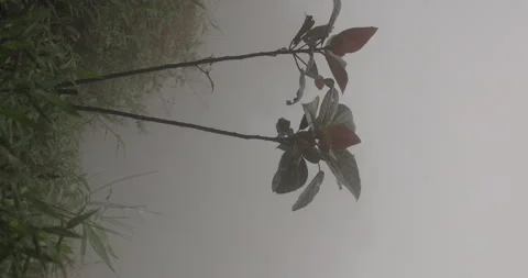 Indian Medicated Plant Stock Footage 335613638