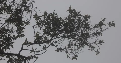 Indian Medicated Plant Vidéo 335614293