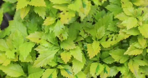 Indian Medicated Plant Stock Footage 335618668