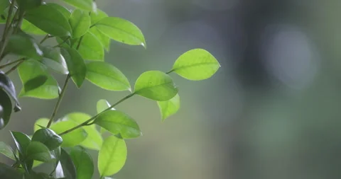 Indian Medicated Plant Stock Footage 335620628