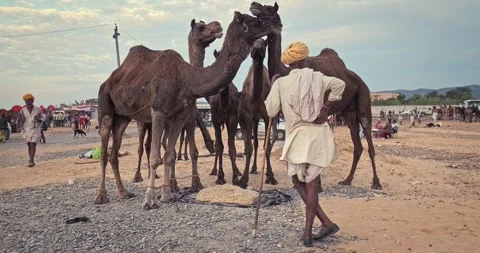 Indian men and camels at Pushkar camel fair Pushkar Mela Stock Footage 346190210
