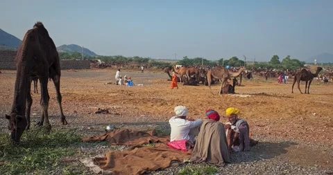 Indian men and camels at Pushkar camel fair Pushkar Mela Stock Footage 346190213