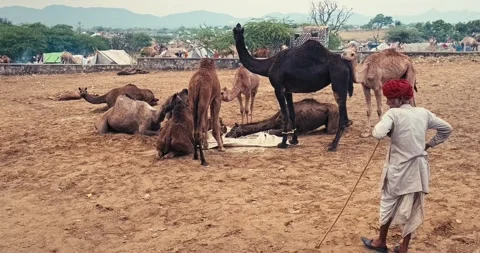 Indian men and camels at Pushkar camel fair Pushkar Mela Stock Footage 346190218