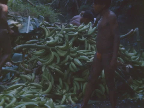 Indian men uncover a stack of platanos in the jungle. Stock Footage 148138682