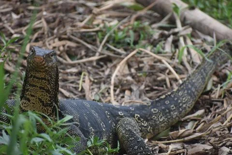 INDIAN MONITER LIZARD Foto stock