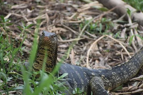 INDIAN MONITER LIZARD Foto stock