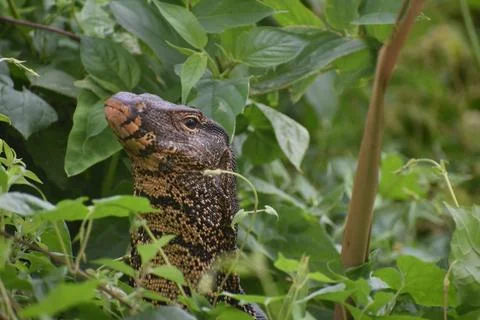 INDIAN MONITER LIZARD Foto stock