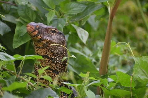 INDIAN MONITER LIZARD Foto stock
