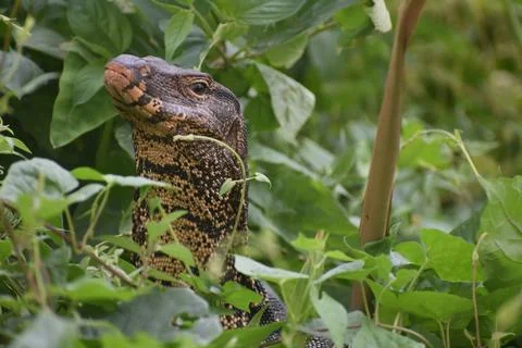 INDIAN MONITER LIZARD Foto stock