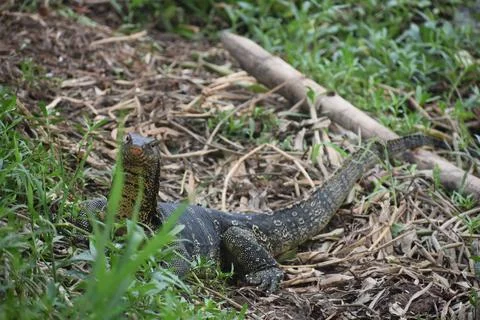 INDIAN MONITER LIZARD Foto stock