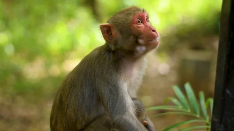 Indian monkey closeup portrait Stock Footage 98587518