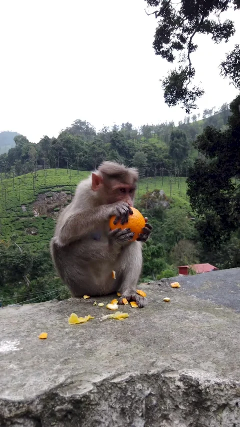 Indian Monkey eating Orange fruit in Ooty, India. Stock Footage 290878157
