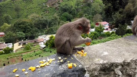 Indian Monkey eating Orange fruit in Ooty, India. Stock Footage 290878217