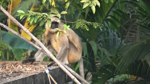 Indian Monkey Hanuman Langur Sitting on Tree in Forest Stock Footage 331076210