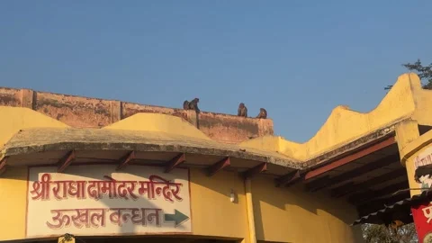 Indian Monkey Jumping On Shri Nand Bhavan 84 Khamba Temple Roof Stock Footage 329145342