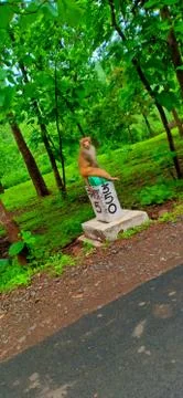 Indian Monkey in melghat Stock Photos