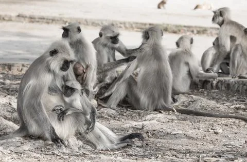 Indian Monkey or Lanngur Stock Photos