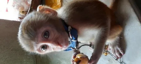 Indian monkey Stock Photos