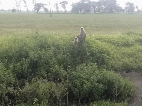 Indian Monkey Stock-Fotos