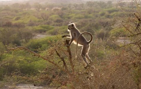 Indian Monkey Stock Photos