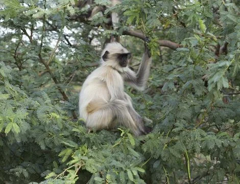 Indian Monkey Stock Photos