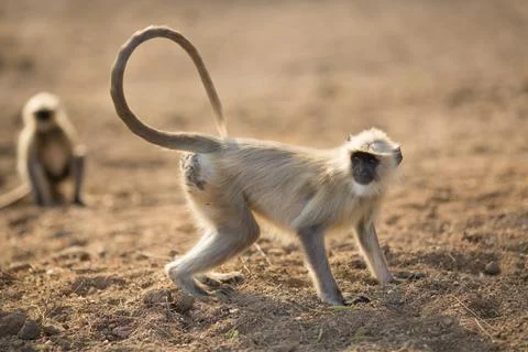 Indian Monkey Stock Photos