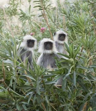 Indian Monkey Stock Photos