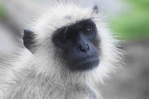 Indian Monkey Stock Photos