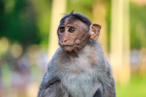 Indian monkey portrait Stock Photos