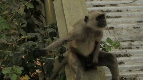 An Indian monkey 's mischief in  the garden Stock Footage 105671293