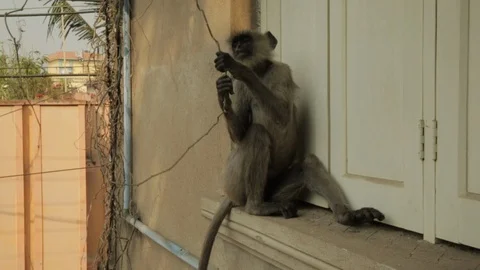 An Indian monkey 's mischief in  the garden Stock Footage 105838103