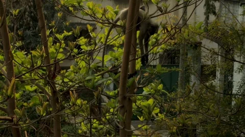 An Indian monkey 's mischief in  the garden Stock Footage 105840797