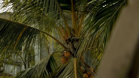 An Indian monkey 's mischief in  the garden Stock Footage 105841163