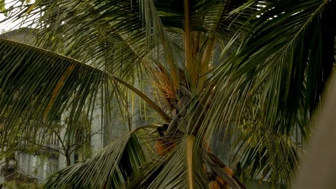 An Indian monkey 's mischief in  the garden Stock Footage 105841623