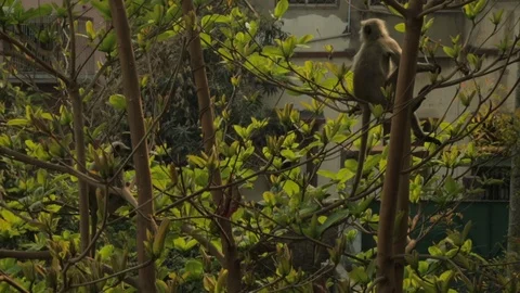 An Indian monkey 's mischief in  the garden Stock Footage 105842615