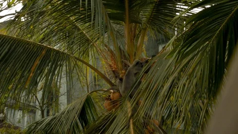 An Indian monkey 's mischief in  the garden Stock Footage 105843409