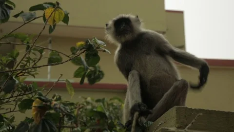 An Indian monkey 's mischief in  the garden Stock Footage 105848033