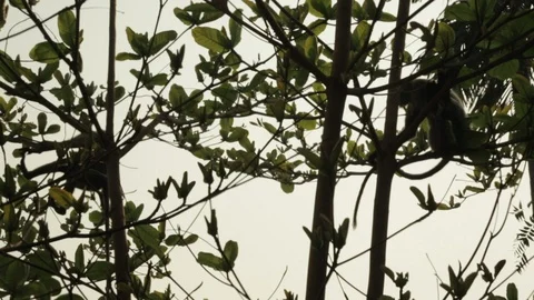 An Indian monkey 's mischief in  the garden Stock Footage 105849487