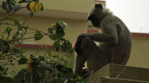 An Indian monkey 's mischief in  the garden Stock Footage 105900703