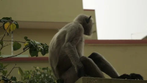 An Indian monkey 's mischief in  the garden Stock Footage 105902332
