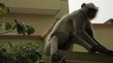 An Indian monkey 's mischief in  the garden Stock Footage 105903237