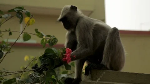 An Indian monkey 's mischief in  the garden Stock Footage 105903480
