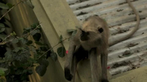 An Indian monkey 's mischief in  the garden Stock Footage 105907722