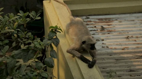 An Indian monkey 's mischief in  the garden Stock Footage 105908583