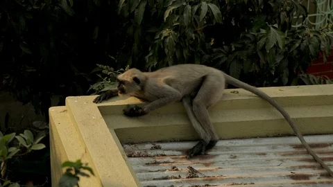 An Indian monkey 's mischief in  the garden Stock Footage 105908624