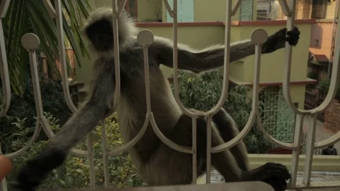 An Indian monkey 's mischief in  the garden Stock Footage 105937740