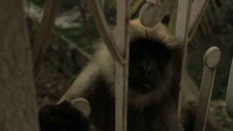 An Indian monkey 's mischief in  the garden Stock Footage 105938542