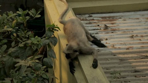 An Indian monkey 's mischief in  the garden Stock Footage 105938563