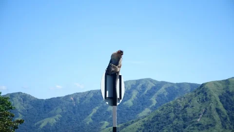 Indian monkey on a sign board, in a forest in Karnataka Vídeo Stock 119414447